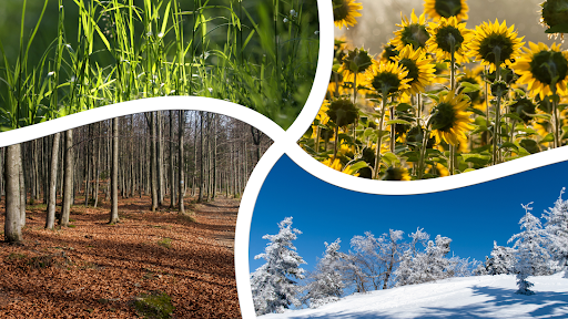 A composite image of scenes of each season.